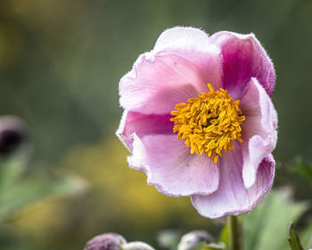 Close-up of pink flower