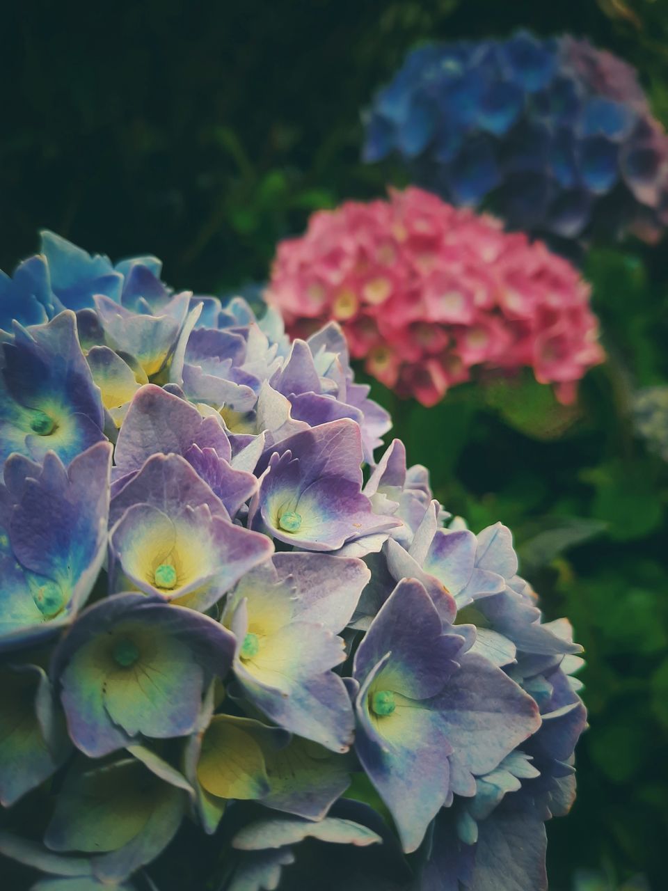 CLOSE-UP OF HYDRANGEA FLOWERS