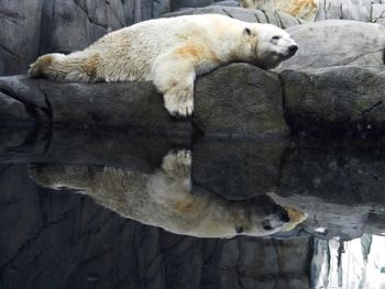 Polar bear sleeping on rock with reflection in pond at zoo