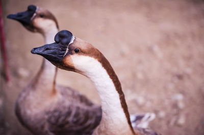 Close up of ducks