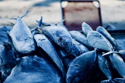 Close-up of fish for sale in market