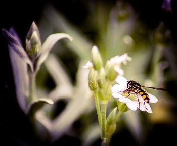 Close-up of bee on flower