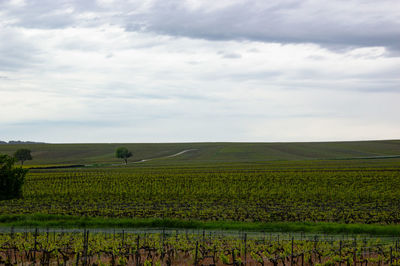 Scenic view of agricultural field against sky