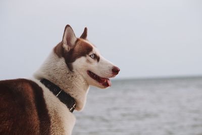 Close-up of dog looking away