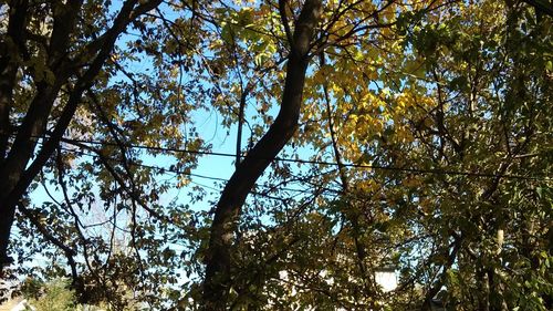 Low angle view of trees in forest against sky