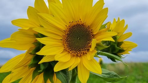 Close-up of yellow sunflower against sky