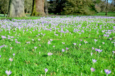 View of purple crocus flowers on field