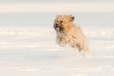 Dog by sea against sky during winter