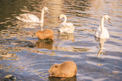 High angle view of beavers and swans swimming on lake