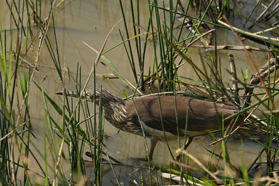 Close-up of bird perching on grass