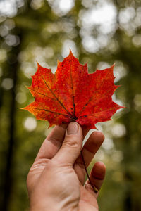 Close-up of hand holding maple leaf outdoors