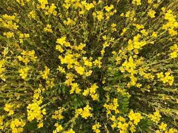 Close-up of yellow flowers