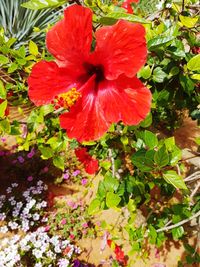 Close-up of red hibiscus blooming outdoors