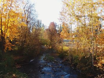 Trees growing in forest during autumn