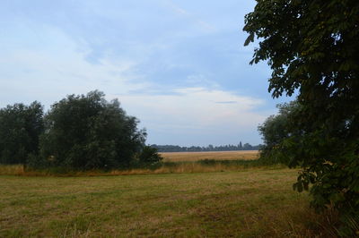 Trees on field against sky