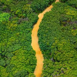 High angle view of plants growing in farm