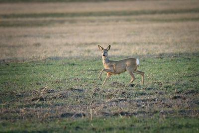 Deer standing on field