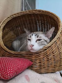 Close-up of a cat resting in basket