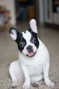Portrait of puppy sitting at home