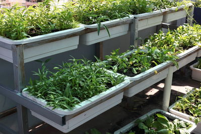 High angle view of potted plants in yard