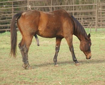 Horse grazing on grassy field