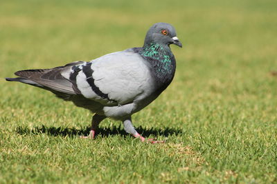 Close-up of bird perching on grassy field during sunny day