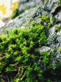 Close-up of moss growing on rock