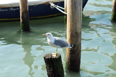 Seagull perching on wooden post in lake