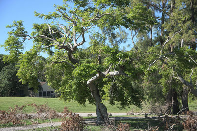 Trees against sky