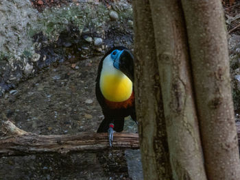 Close-up of bird perching on tree trunk