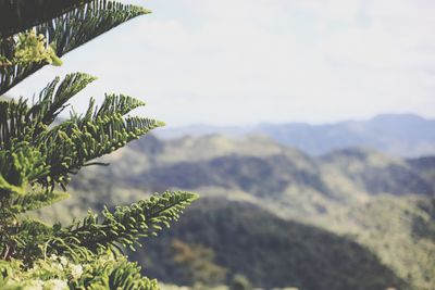 Close-up of tree against mountain