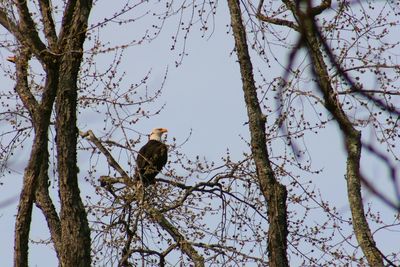 Low angle view of bird perching on tree against sky