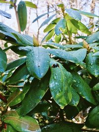 Close-up of wet plant