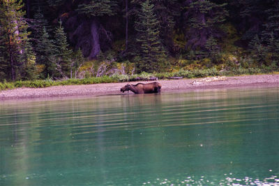 Horse in a lake