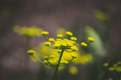 Close-up of yellow flowering plant on field