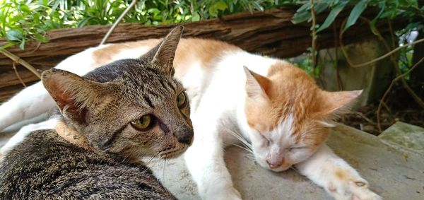 High angle view of cats resting