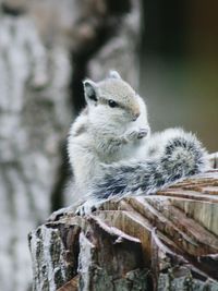 Close-up of squirrel