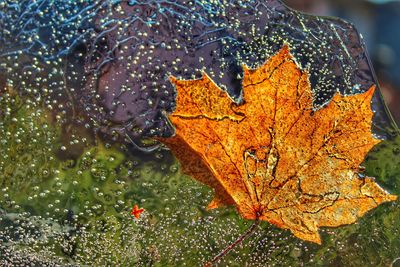 Close-up of wet maple leaves during autumn