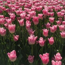 Close-up of pink flowering plants on field