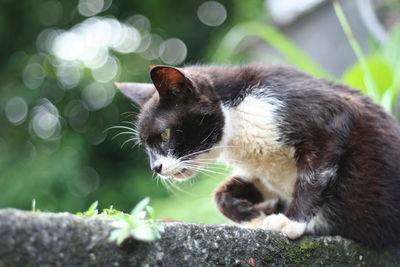 Close-up of cat on grass