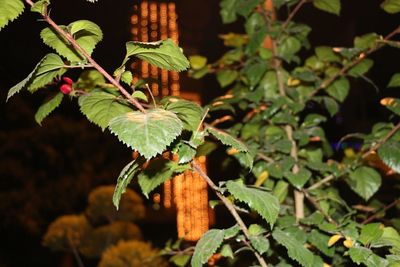 Close-up of fruit growing on plant