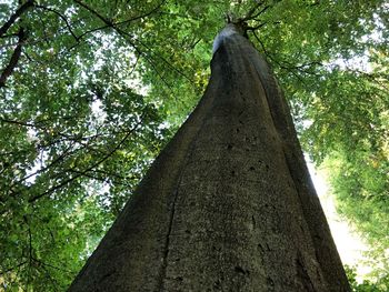 Low angle view of tree trunks in forest