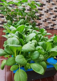 High angle view of potted plant