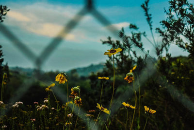 Close-up of honey bee on flowers against sky