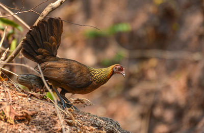Close-up of a bird