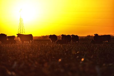 Cows grazing on field against sky during sunset