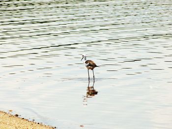 Bird perching on lake