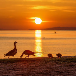 Flock of birds in the sea during sunset