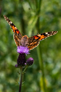 Close-up of butterfly on purple flower