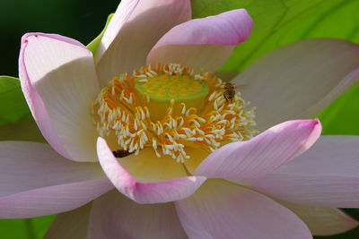 Bees gathering in the lotus